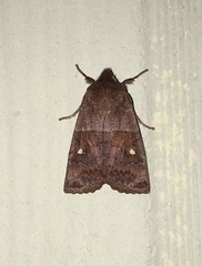 Eupsilia vinulenta
