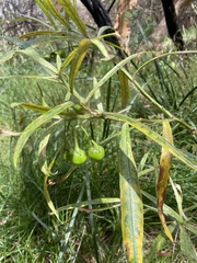 Solanum vescum
