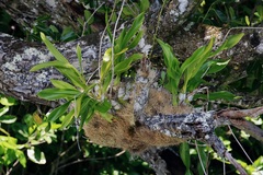 Grammatophyllum scriptum