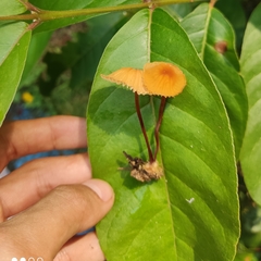 Marasmius sullivantii