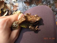 Rana huanrensis