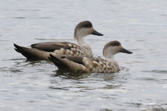 Lophonetta specularioides