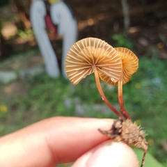 Marasmius sullivantii