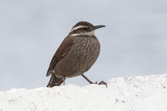 Cinclodes patagonicus