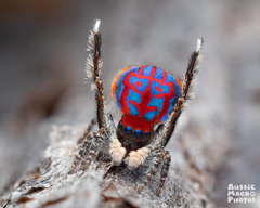 Maratus bubo