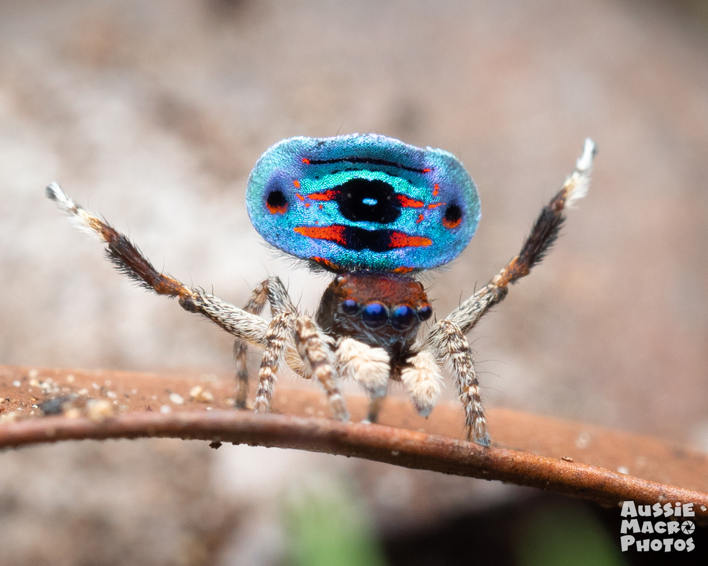 Maratus karrie