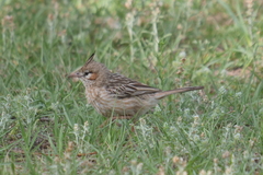 Coryphistera alaudina