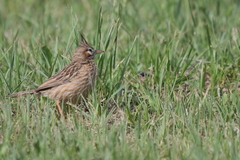 Coryphistera alaudina