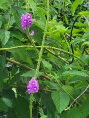 Stachytarpheta cayennensis