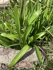 Agapanthus praecox
