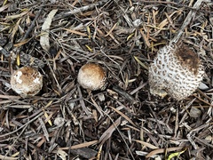 Chlorophyllum brunneum