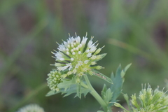 Acicarpha tribuloides