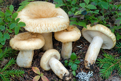 Lactarius tuomikoskii