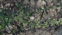 Artemisia michauxiana
