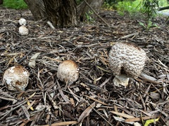Chlorophyllum brunneum