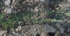 Artemisia michauxiana