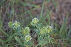 Acicarpha tribuloides