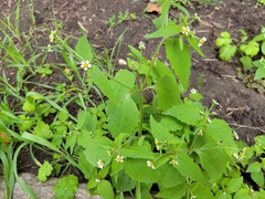 Galinsoga quadriradiata