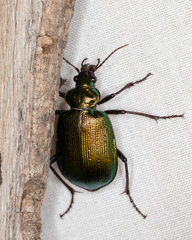 Calosoma schayeri