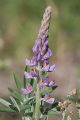 Lupinus albescens