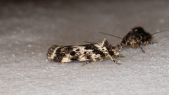Barea confusella
