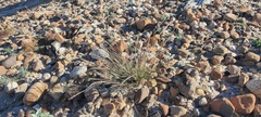 Aristida adscensionis