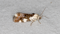 Acontia nivipicta