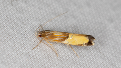 Labdia deliciosella