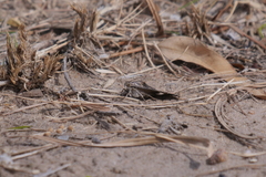 Melipotis bisinuata