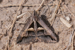 Melipotis bisinuata