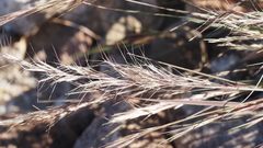 Aristida adscensionis