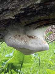 Fomitopsis betulina