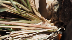 Aristida adscensionis