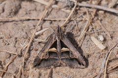 Melipotis bisinuata