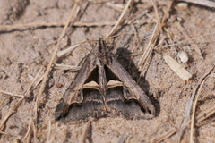Melipotis bisinuata