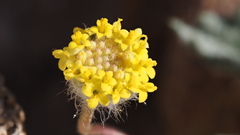 Trichoptilium incisum