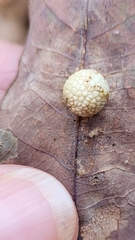 Acraspis pezomachoides