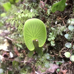 Hymenophyllum nephrophyllum