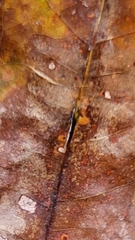 Acraspis pezomachoides