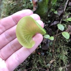 Hymenophyllum nephrophyllum