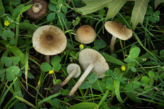 Pseudosperma rimosum