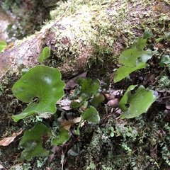 Hymenophyllum nephrophyllum