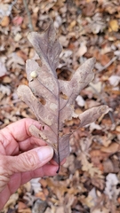 Acraspis pezomachoides