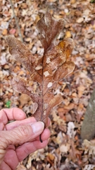 Acraspis pezomachoides