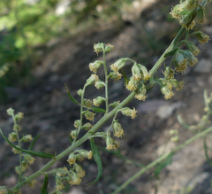 Artemisia michauxiana