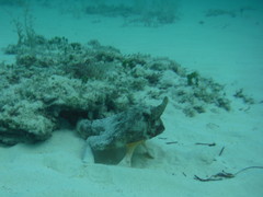 Ogcocephalus vespertilio
