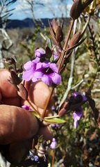 Prostanthera hindii