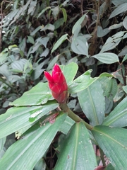 Costus pulverulentus