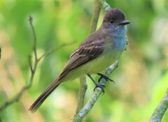 Myiarchus apicalis