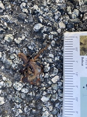 Ensatina eschscholtzii